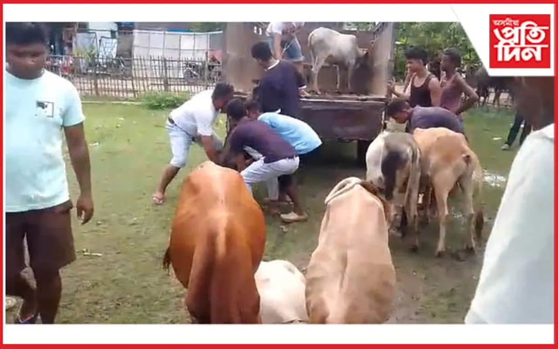 পুনৰ মৰিগাঁৱৰ নেলীত জব্দ ৮ টা চোৰাং গৰু...